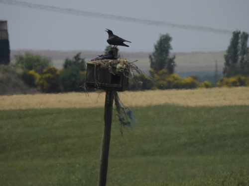 Carrion Crow