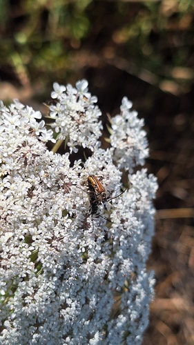 Stenopterus ater