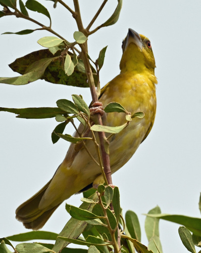 Village Weaver