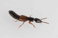 Nudobius lentus