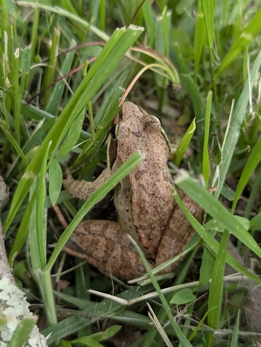 Wood Frog