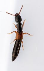 Nudobius lentus