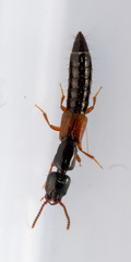 Nudobius lentus