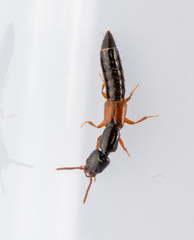 Nudobius lentus