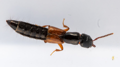 Nudobius lentus