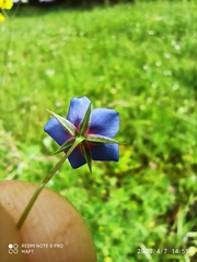 Anagallis