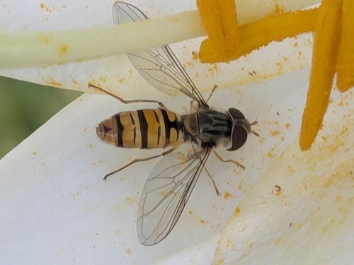 Marmalade Hover Fly