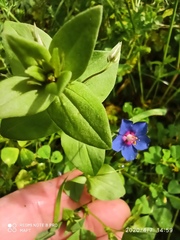 Anagallis