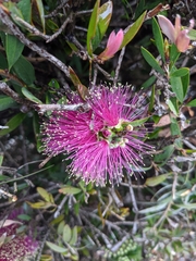 Melaleuca jonesii