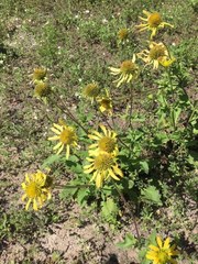 Tetragonotheca repanda