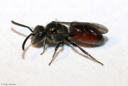 Sphecodes townesi