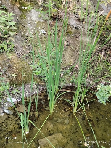 broadleaf cattail