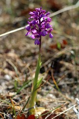 Anacamptis morio caucasica