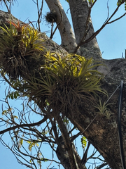 Tillandsia capitata, photograph (c) Ricardo Betancourt Sánchez, some rights reserved (CC BY)