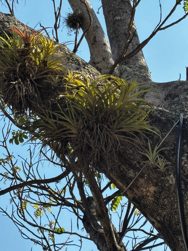 Tillandsia capitata, photograph 6