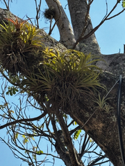 Tillandsia capitata, photograph (c) Ricardo Betancourt Sánchez, some rights reserved (CC BY)
