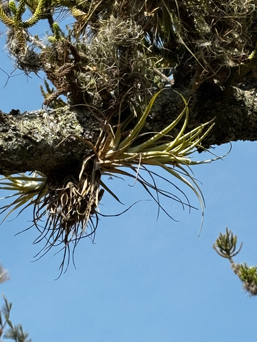 Tillandsia capitata, photograph 4