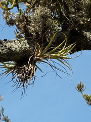 Tillandsia capitata, photograph (c) Ricardo Betancourt Sánchez, some rights reserved (CC BY)