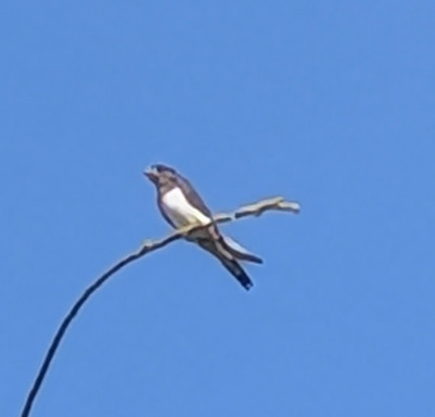 Barn Swallow