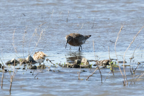 iNaturalist image