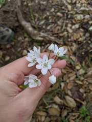 Allium neapolitanum
