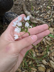 Allium neapolitanum