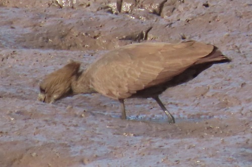 iNaturalist image