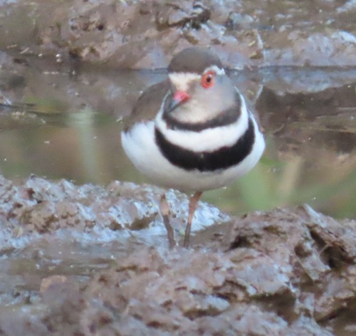 iNaturalist image
