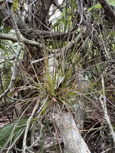 Tillandsia setacea, photograph 5