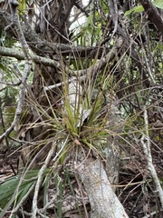 Tillandsia setacea, photograph (c) Brynn Fricke, some rights reserved (CC BY)