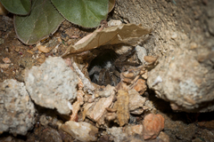 Harpactirella lightfooti