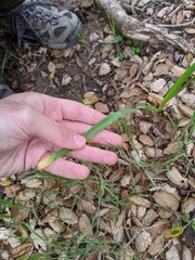 Allium neapolitanum