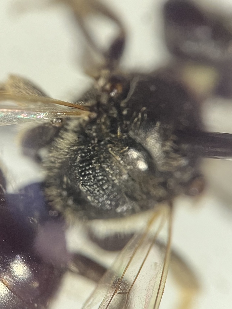 Figwort Sweat Bee