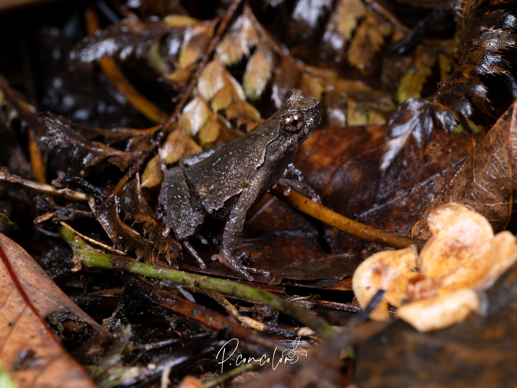 Boulenophrys daiyunensis