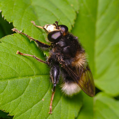 Criorhina ranunculi