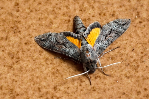 Isognathus allamandae