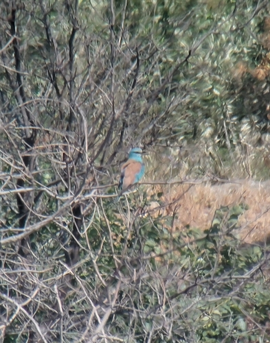 European Roller