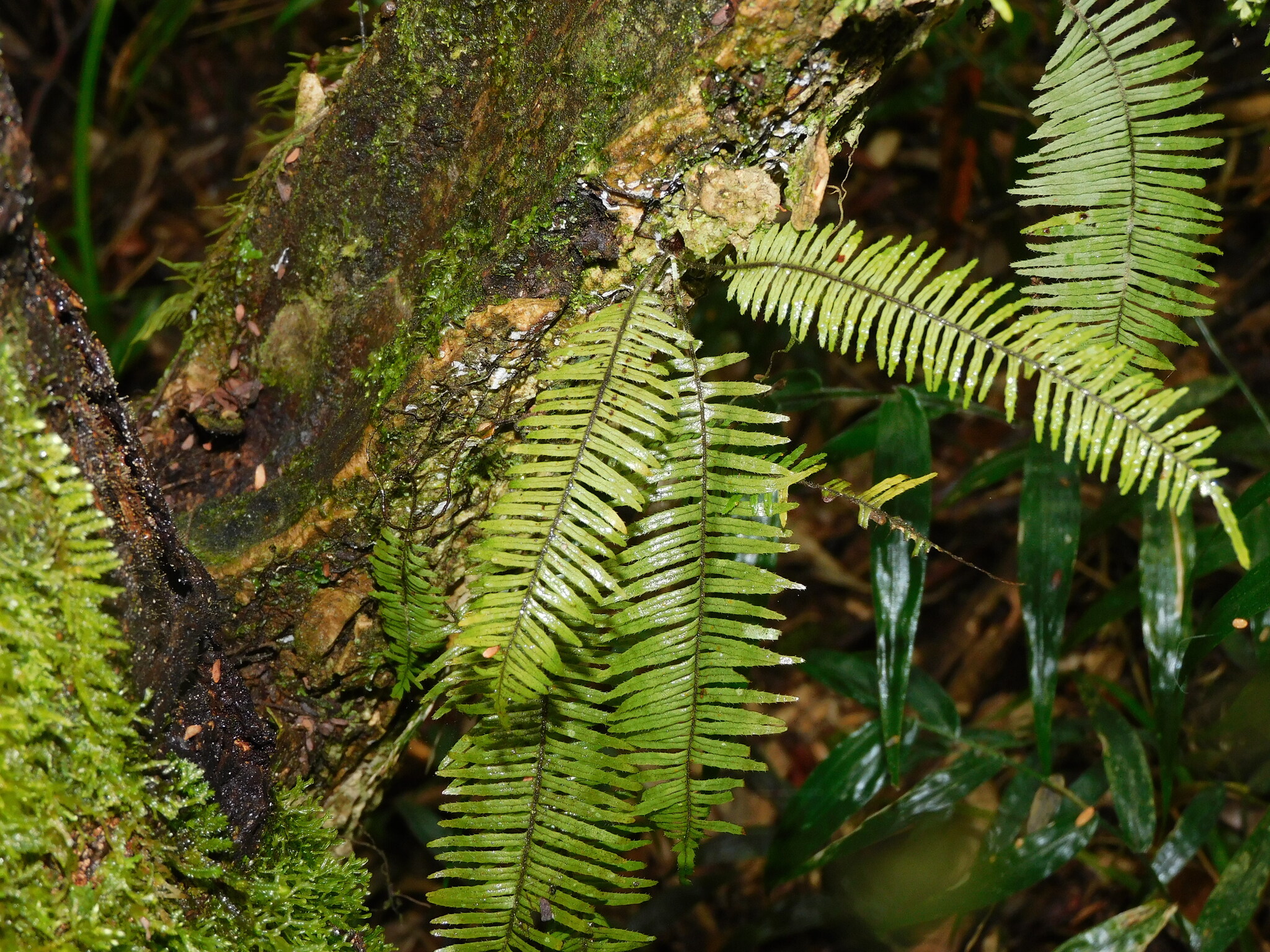 Pecluma plumula