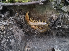 Scolopendra cingulata