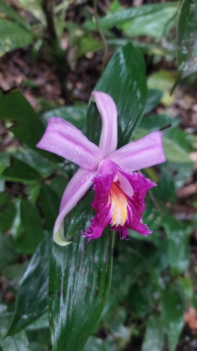 Sobralia wilsoniana, photograph 1
