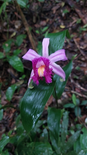 Sobralia wilsoniana, photograph 2