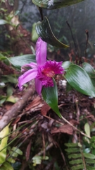 Sobralia wilsoniana, photograph (c) chelina batista, some rights reserved (CC BY)