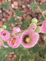 Macroteropsis