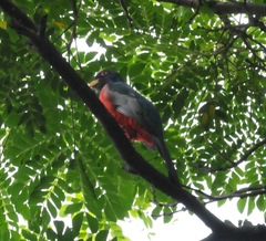 Trogon mesurus