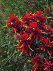 Castilleja irasuensis