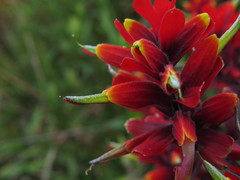 Castilleja irasuensis