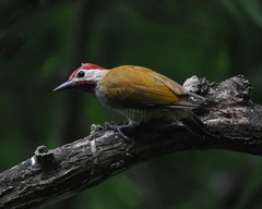 Golden-Olive Woodpecker photo 2