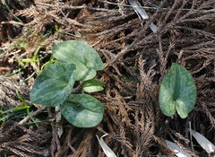 Asarum nipponicum