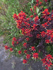 Castilleja irasuensis