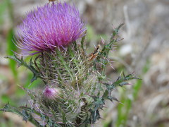 Melanoplus rotundipennis